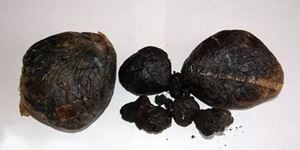 禁毒從你我做起：毒品基礎(chǔ)知識之傳統(tǒng)毒品——鴉片